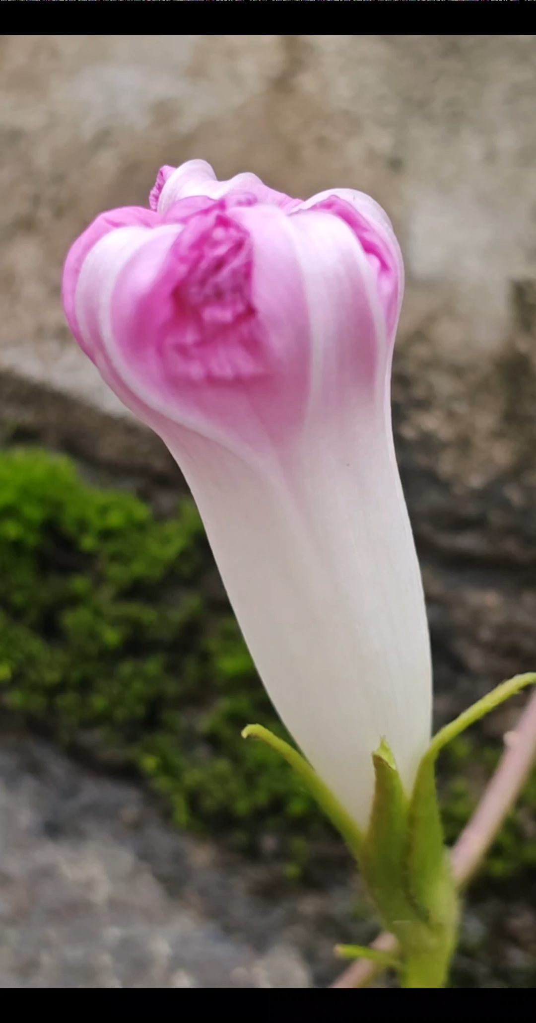 秋风中收苞的牵牛花,摇曳生姿