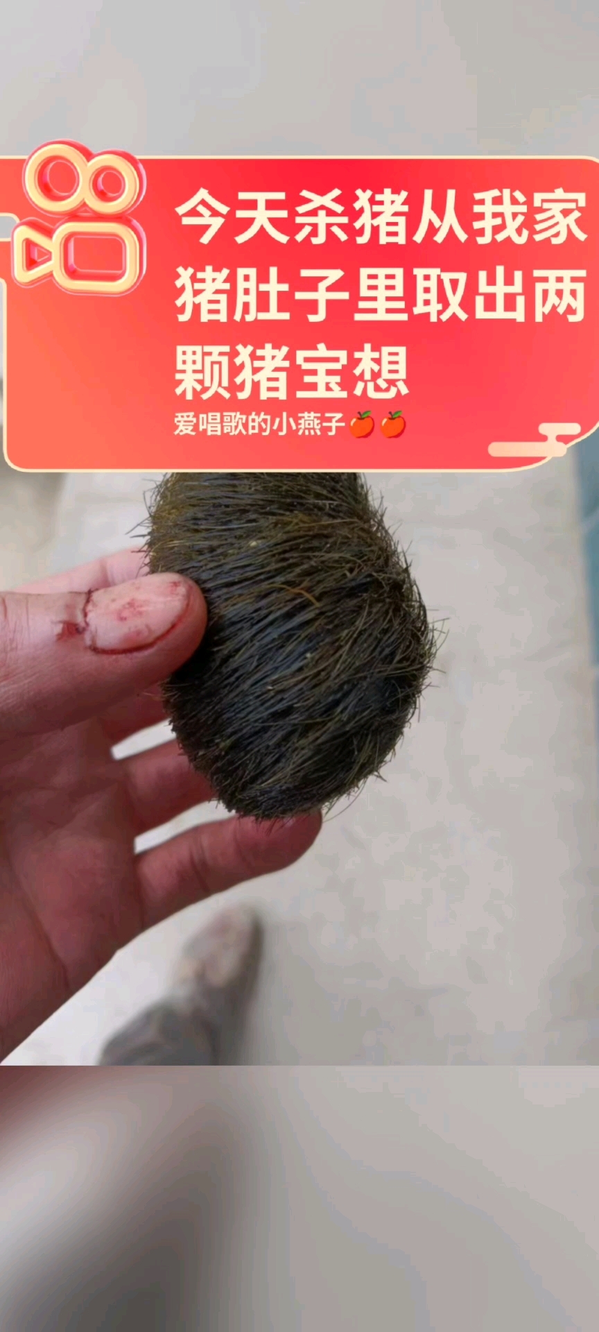 今天杀猪从我家猪肚子里取出猪宝,想要收藏的请和我联系1