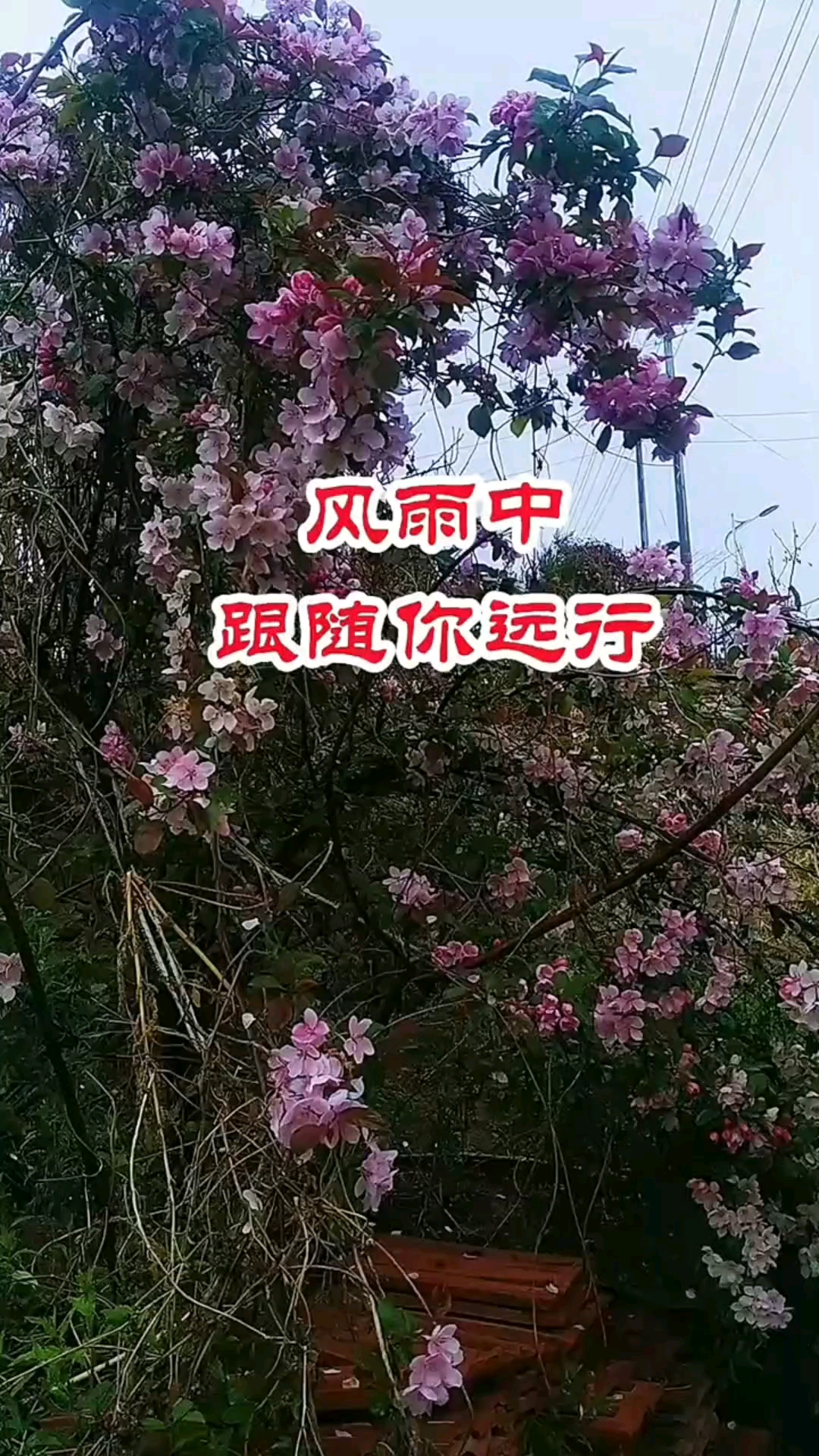 诗歌《风雨中跟随你选行》!