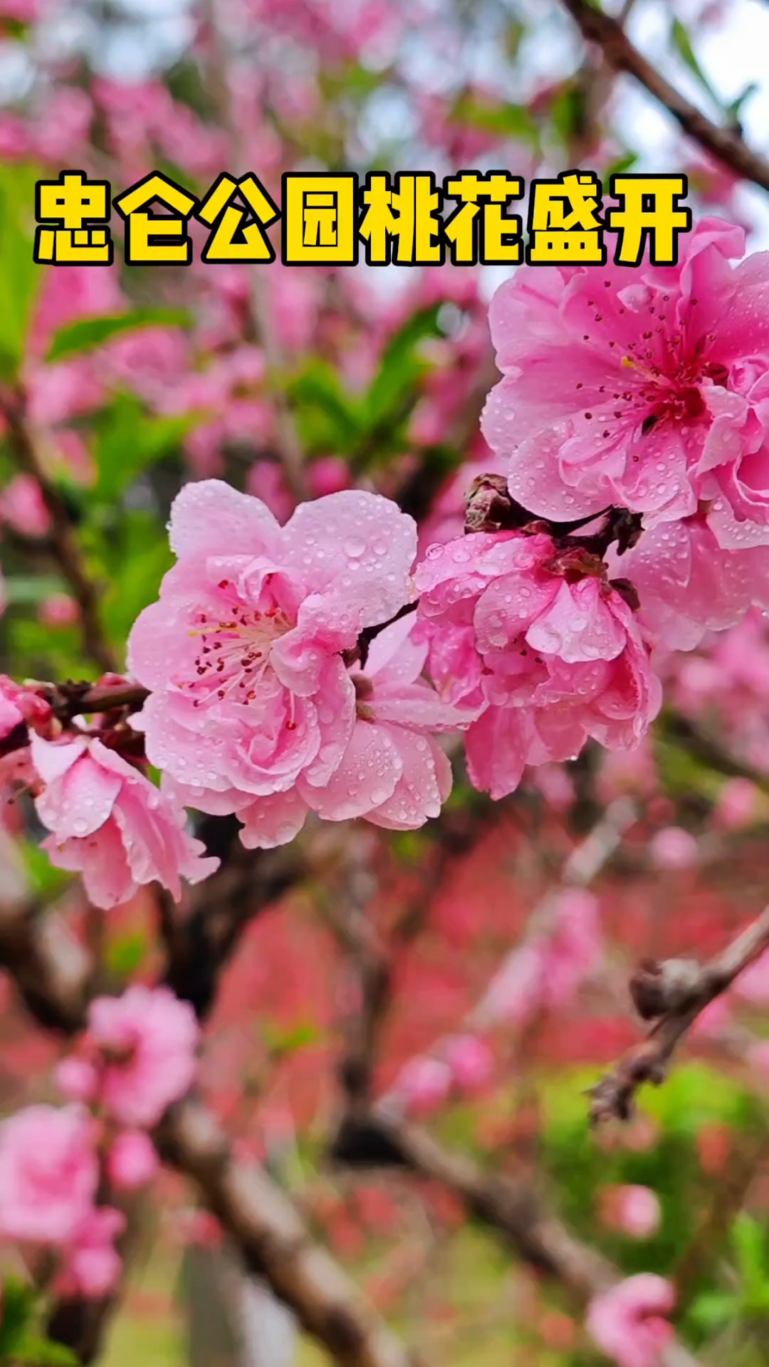 阳春三月,忠仑公园上百棵桃花盛开(粉红色及红色碧桃).