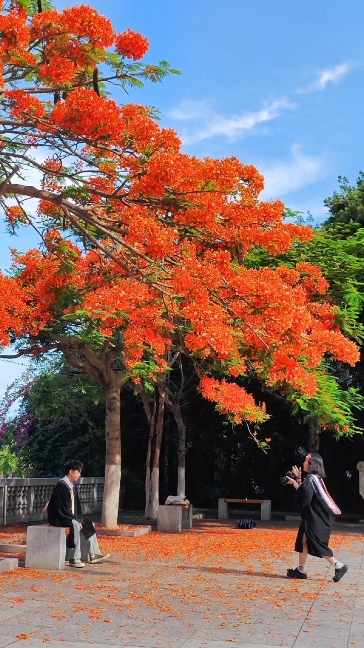 毕业季到了,厦大凤凰花惊艳怒放.高考考生们加油,厦门大学等你