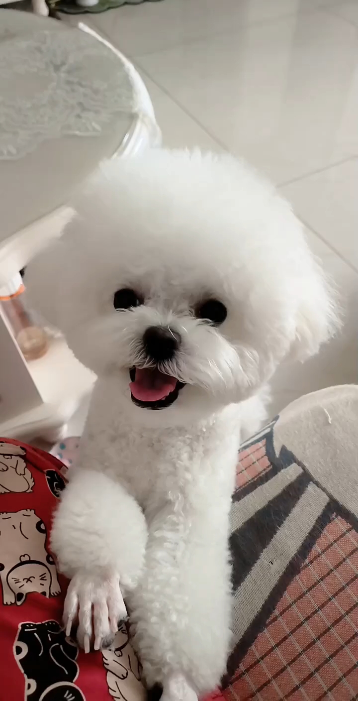 比熊宝宝,最可爱的狗子