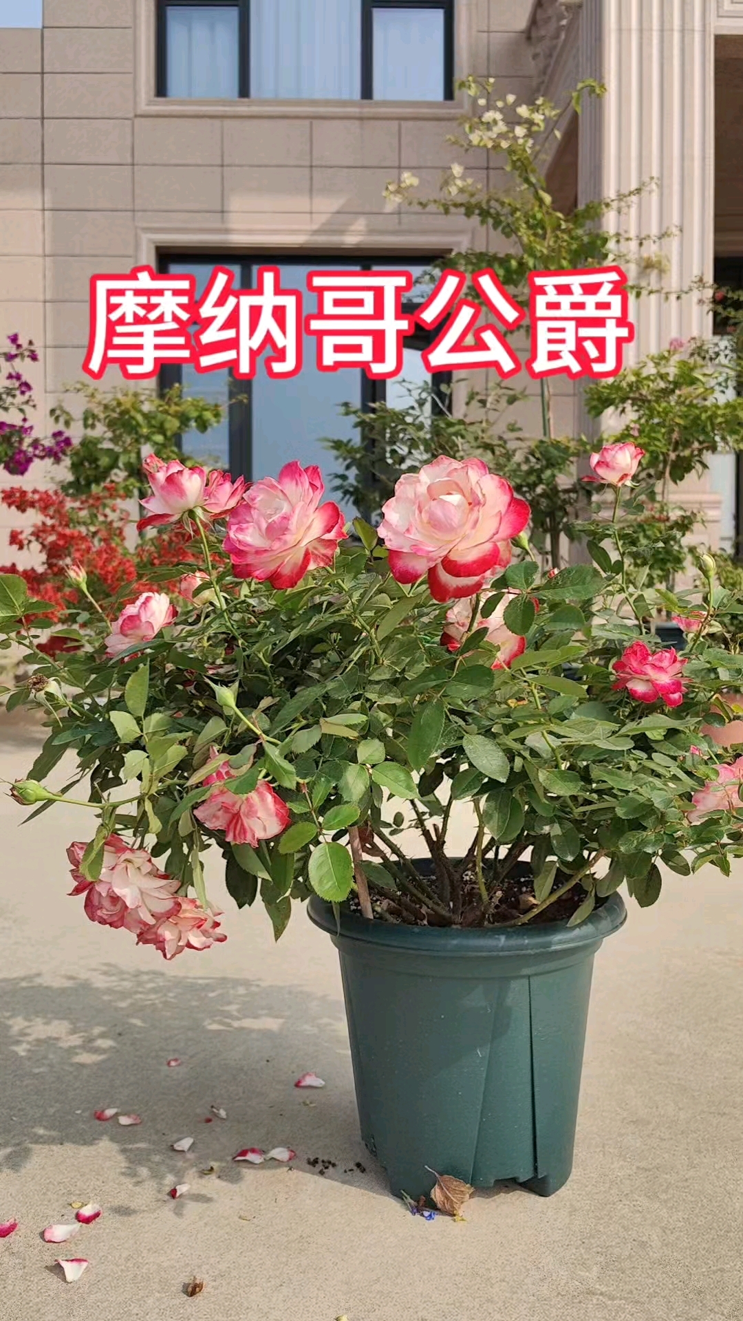 月季摩纳哥公爵