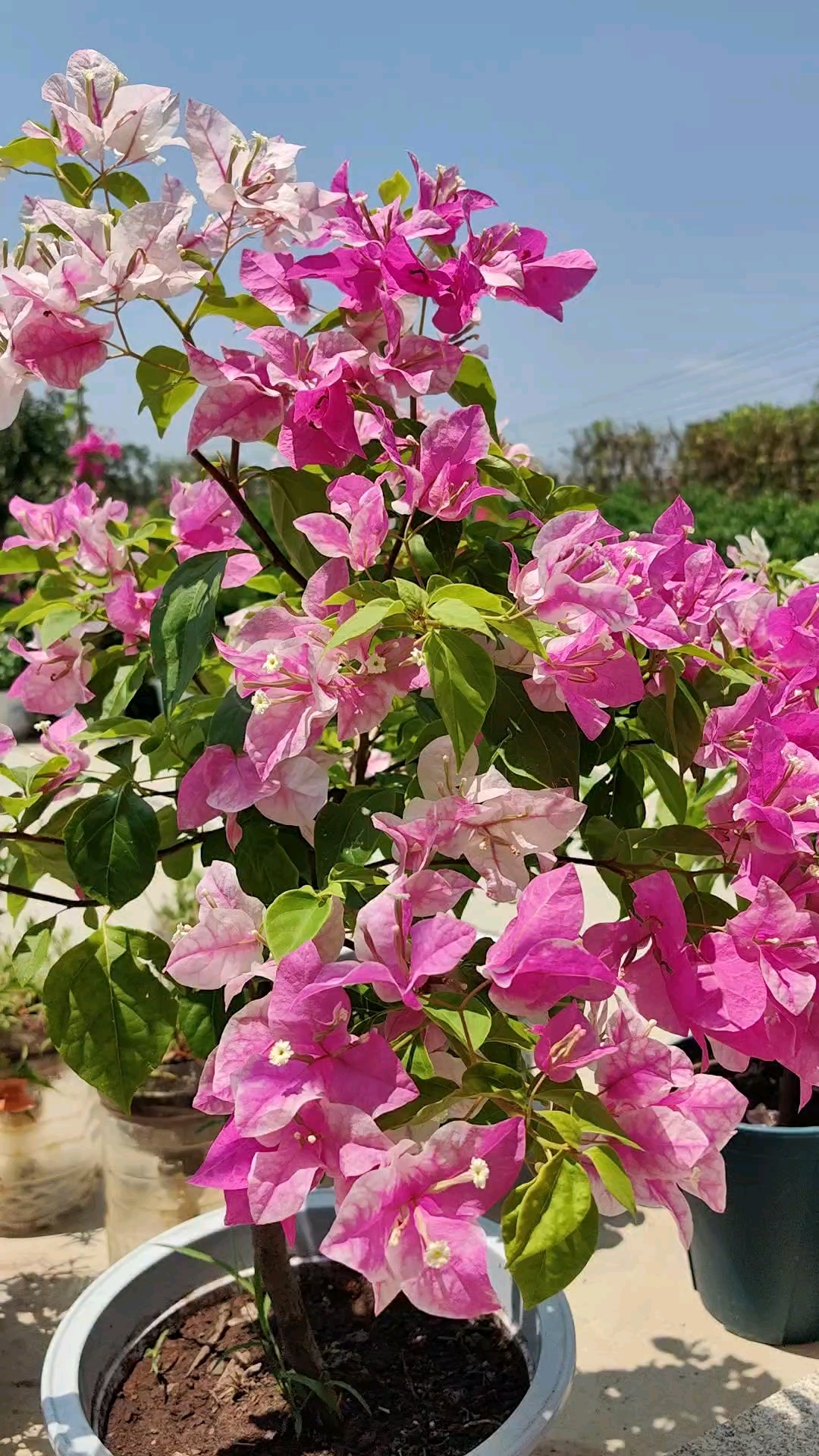 漳红樱三角梅爆花了呀