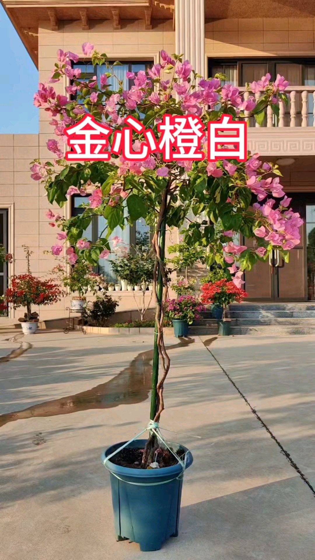 三角梅金心橙白,前几天一场妖风吹落了很多花苞,花量少了一半.