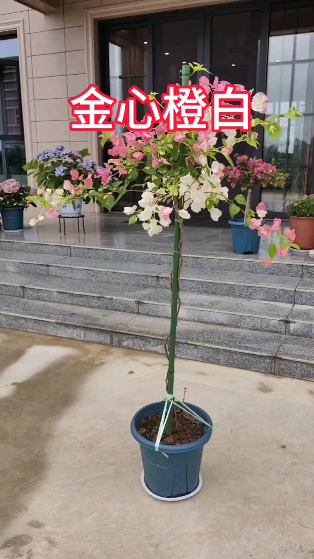 三角梅金心橙白.
