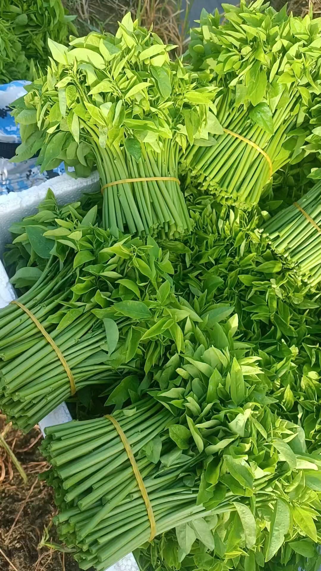 广西树仔菜靓货好吃有需要的联系