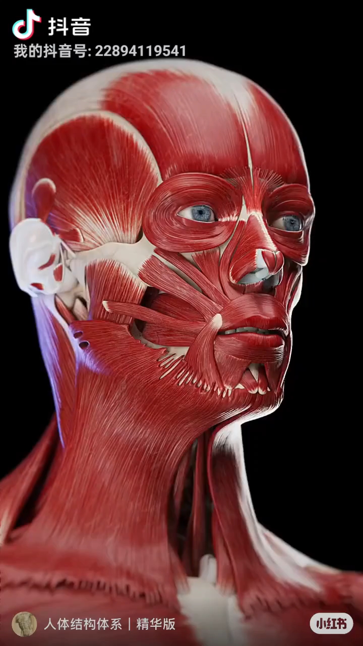人物头像的面部肌肉讲解