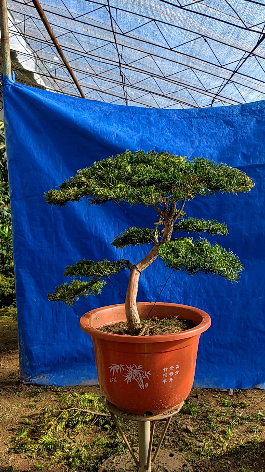 东北特产红豆杉盆景红豆杉庭院景观树