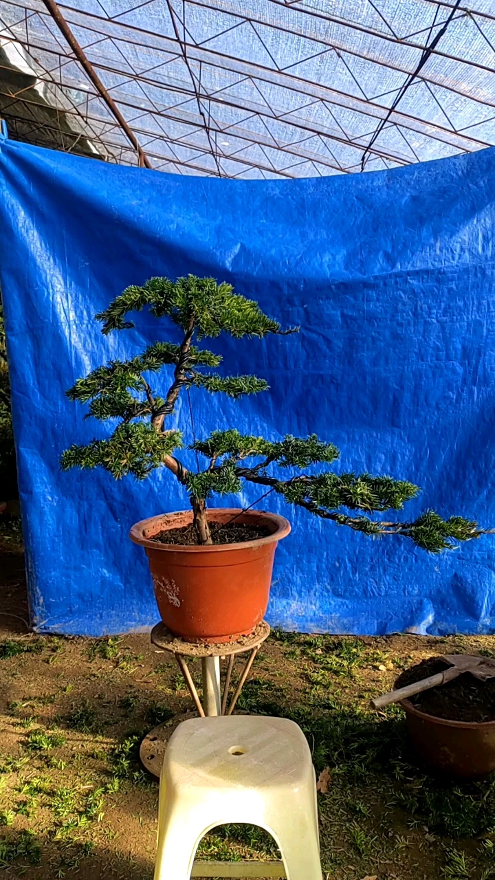 红豆杉文人盆景图片