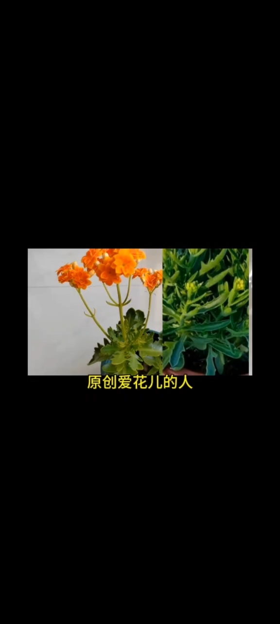 羽叶长寿花图片