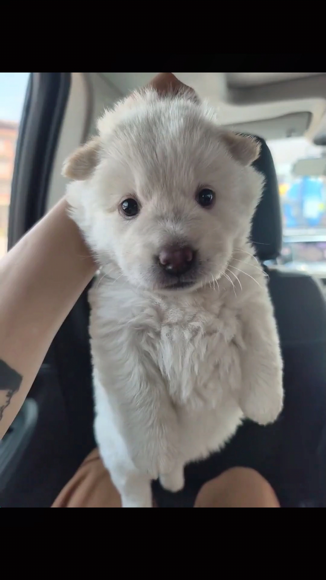 小犬如诗般在世间行走,它的陪伴宛如治愈心病的良方