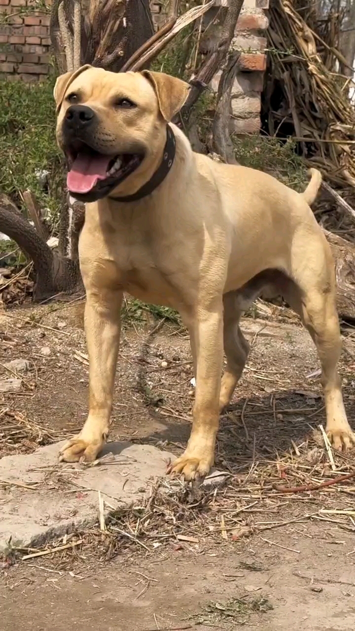 比特犬比特幼犬美国比特犬