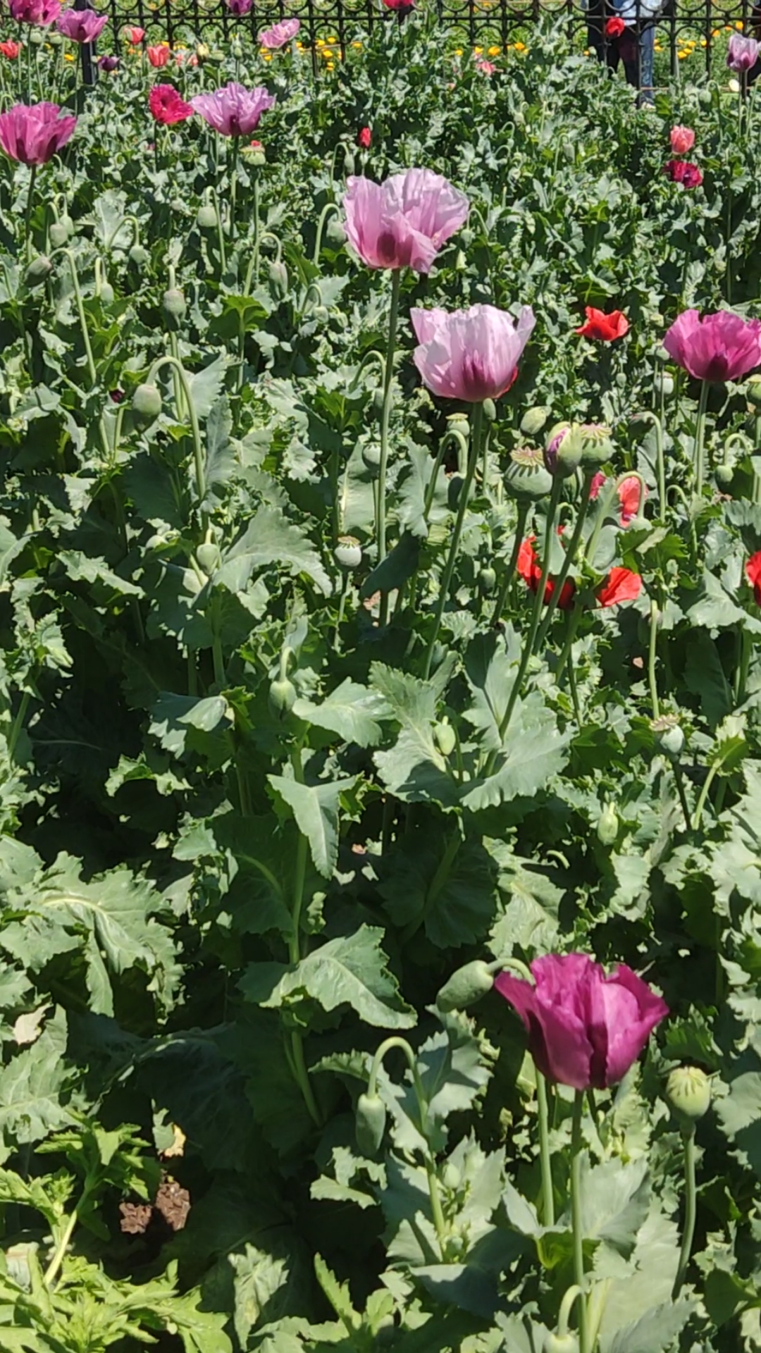 植物园罂粟花禁毒展期花开正艳!