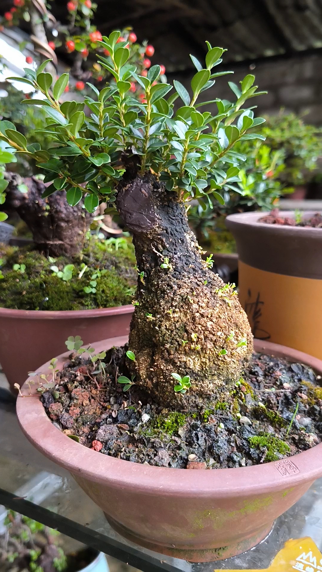 珍珠黄杨小坨子熟桩