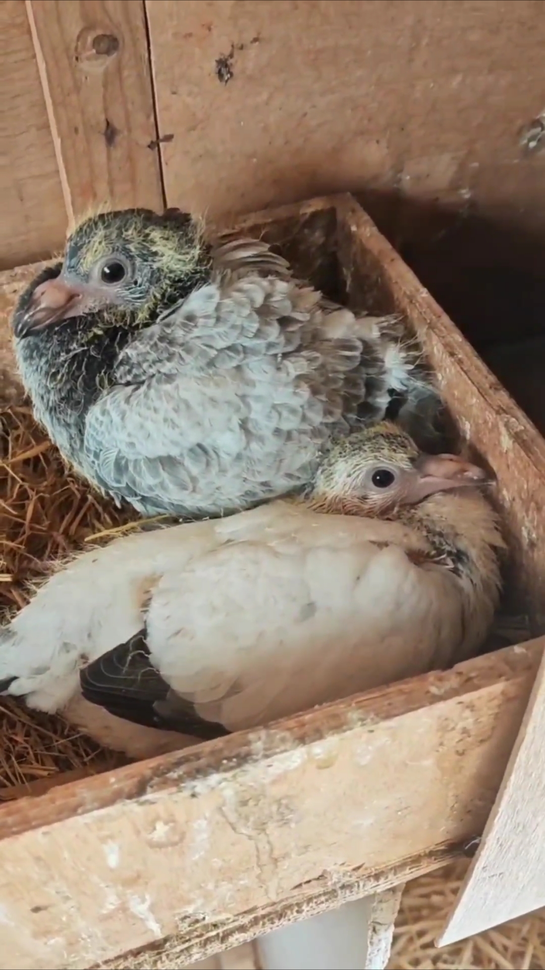 鸽子幼崽长大了不少,不用多久就能出窝了