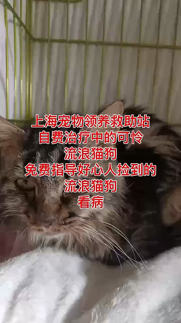 流浪猫收养中心图片