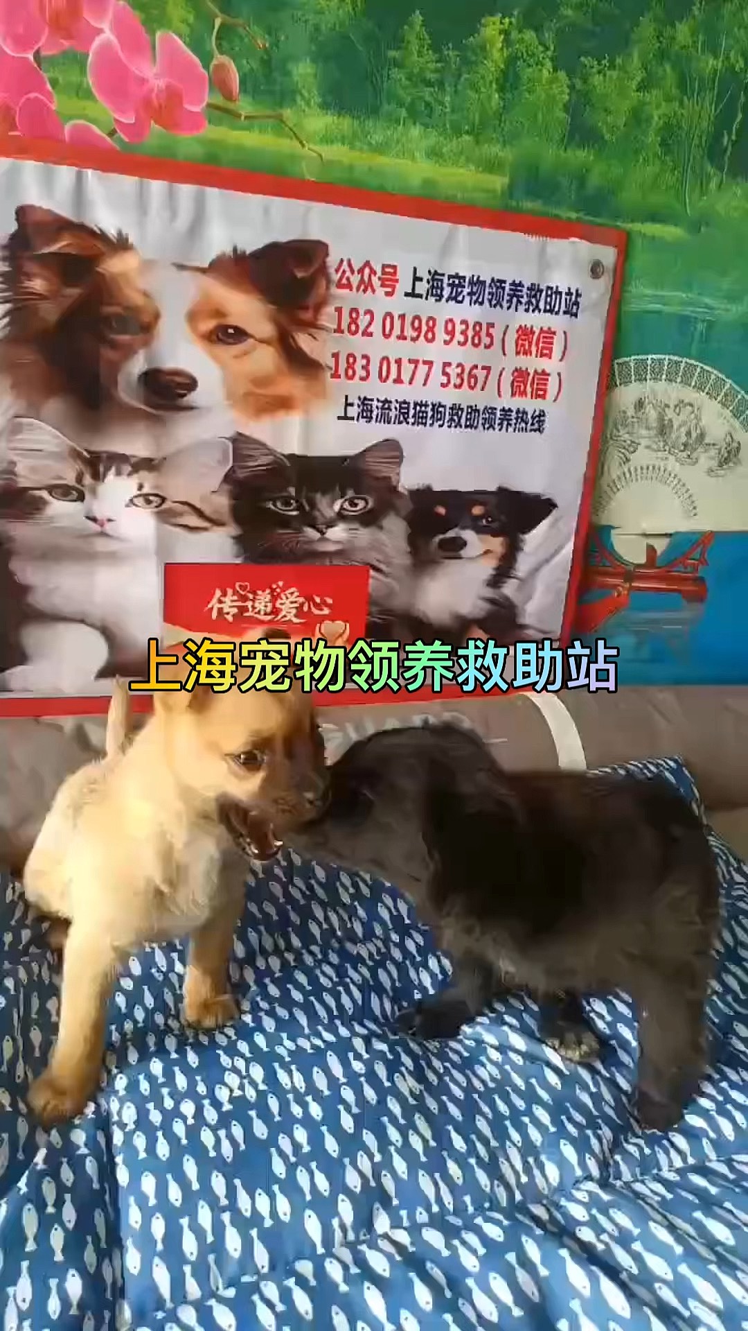 流浪猫收养中心图片