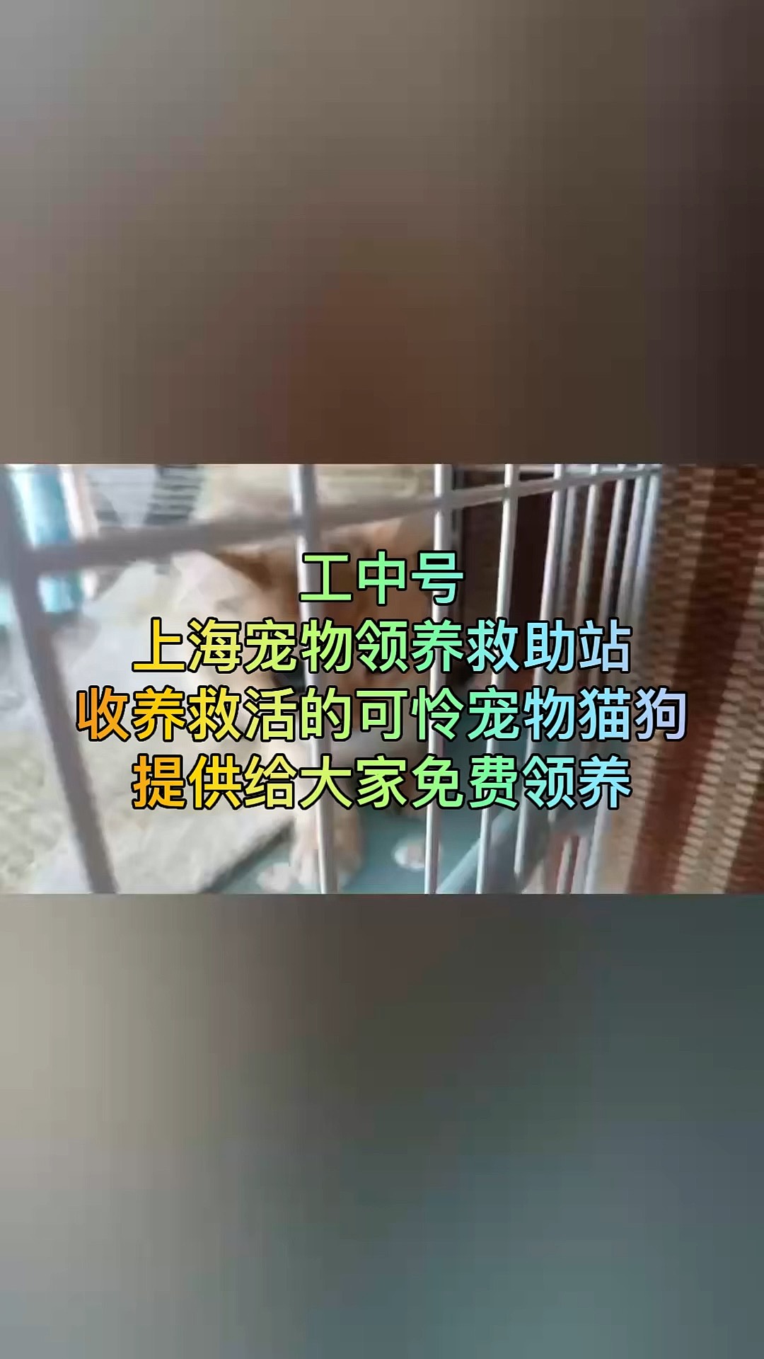 流浪猫收养中心图片