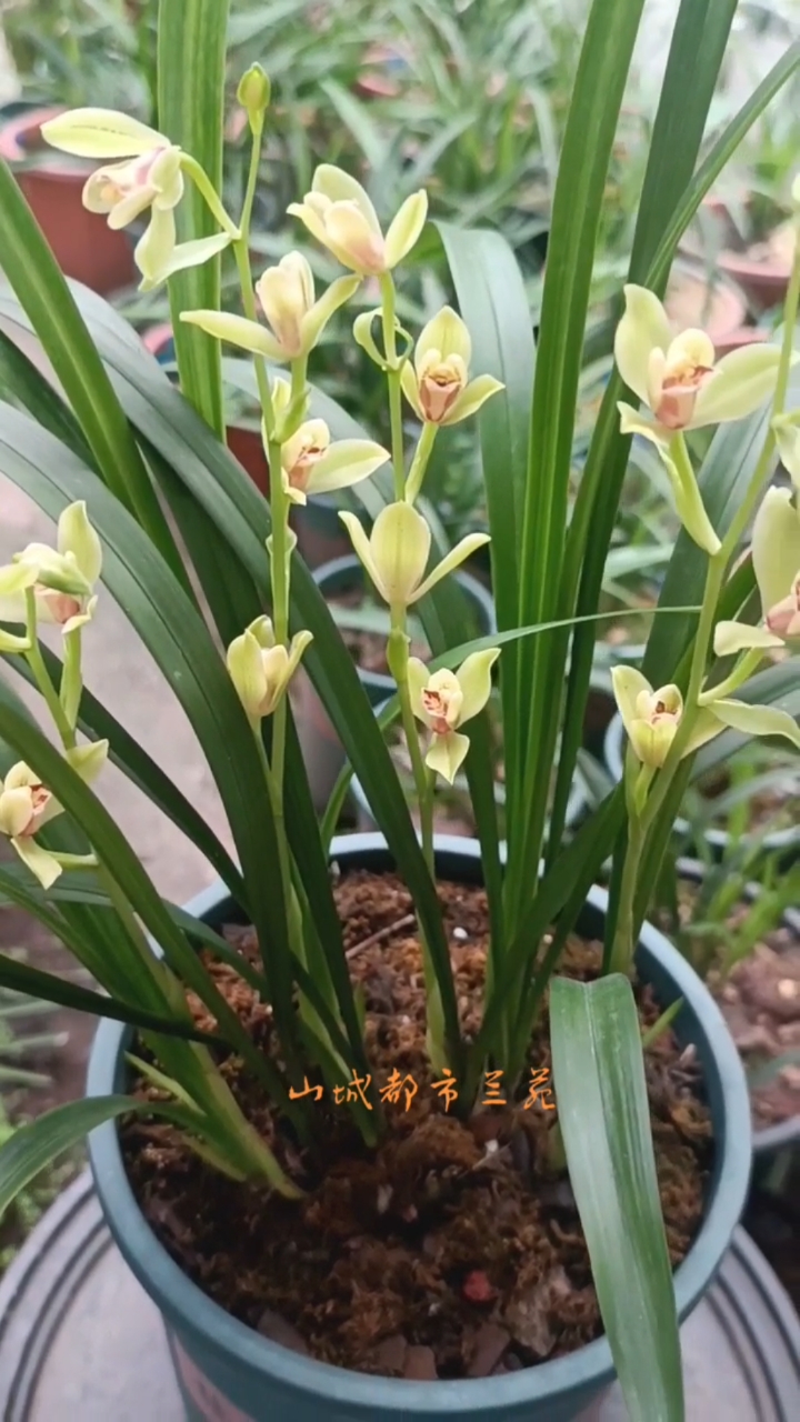 建兰一夏皇梅欣赏!