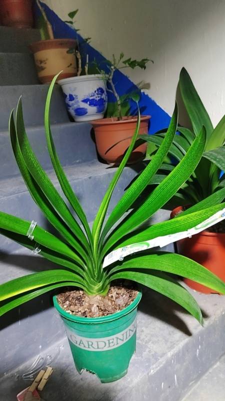 君子兰佛手系列桥系黄体大佛手