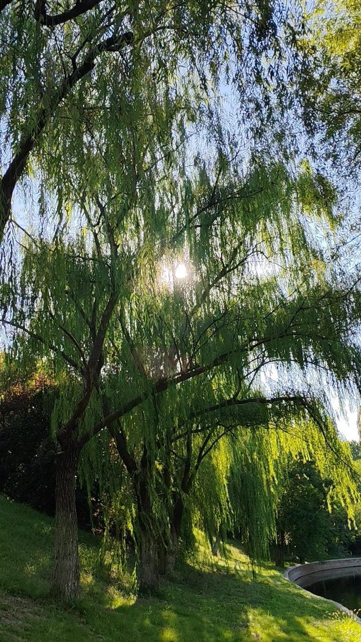 河边垂柳,秋日阳光,聆听世界
