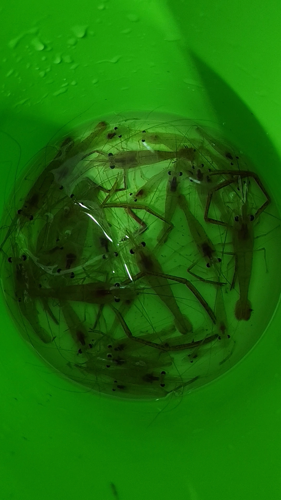 一群虾兵,在我的世界里出现,吃了,是最好的结果