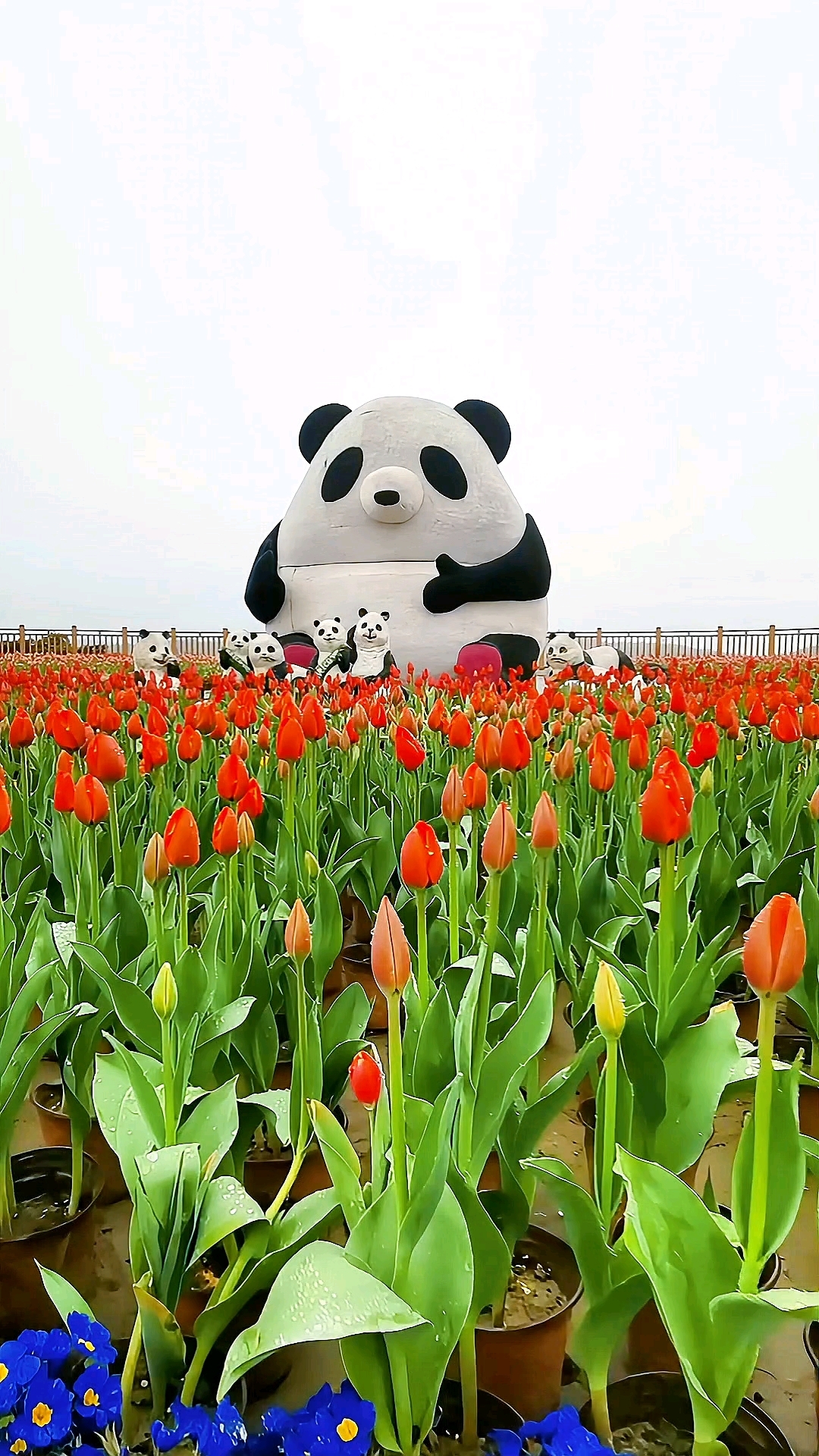 羊昌花画小镇观景台有郁金香