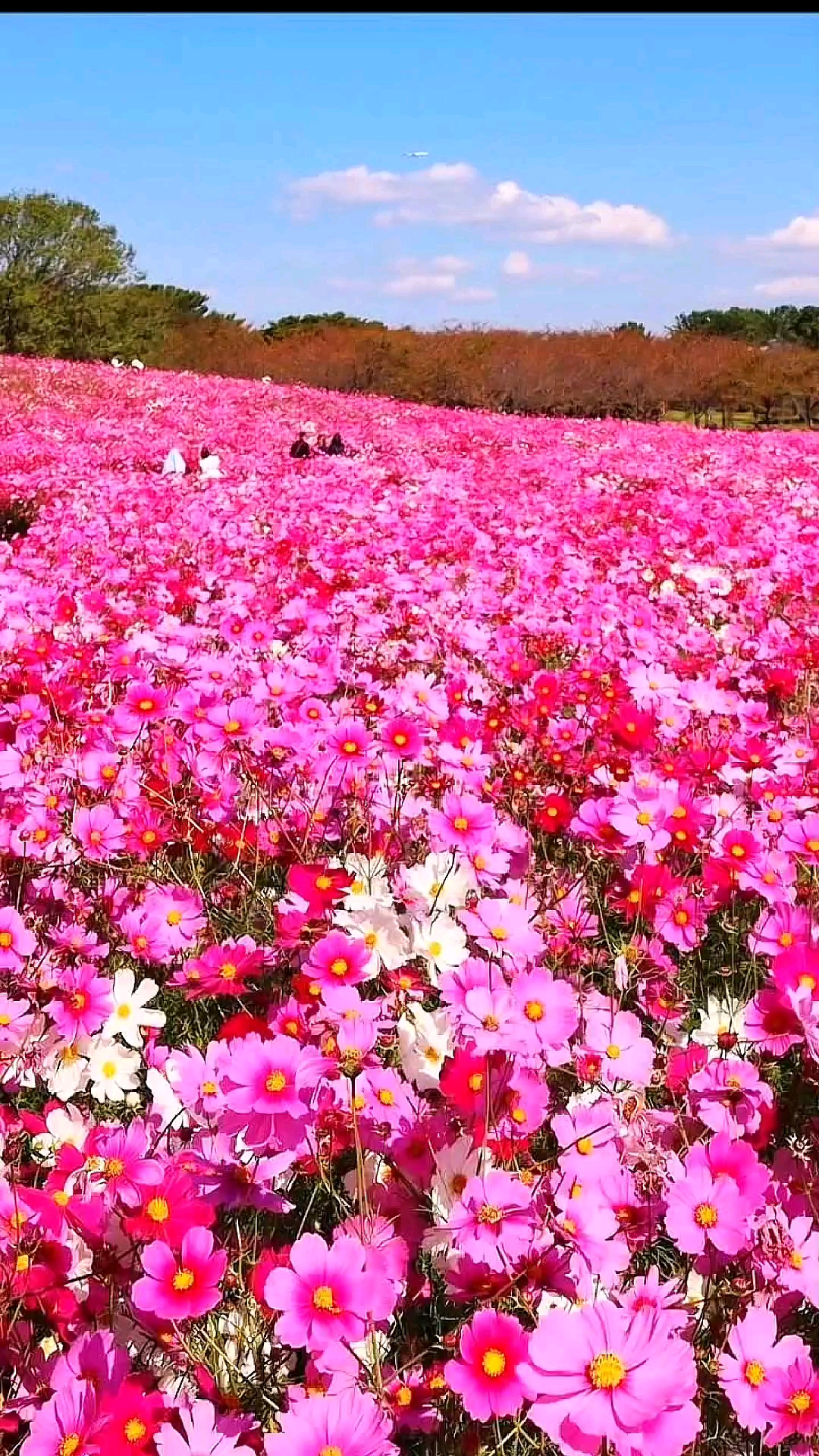 春天的花海好迷人