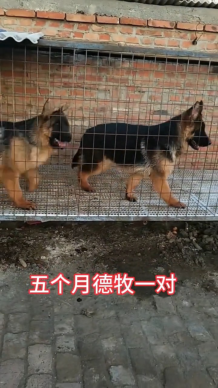 五个月德牧幼犬一对