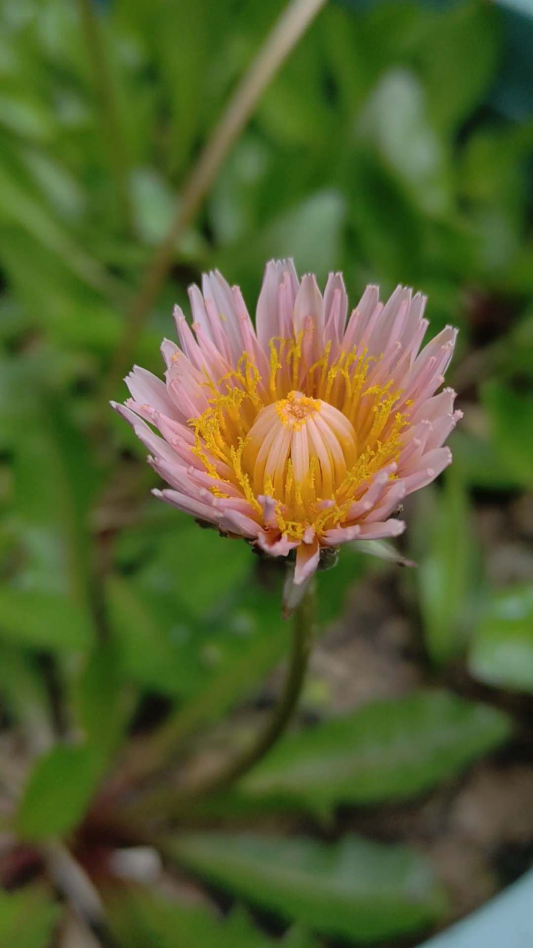 早晨拍的红色蒲公英即将绽放.