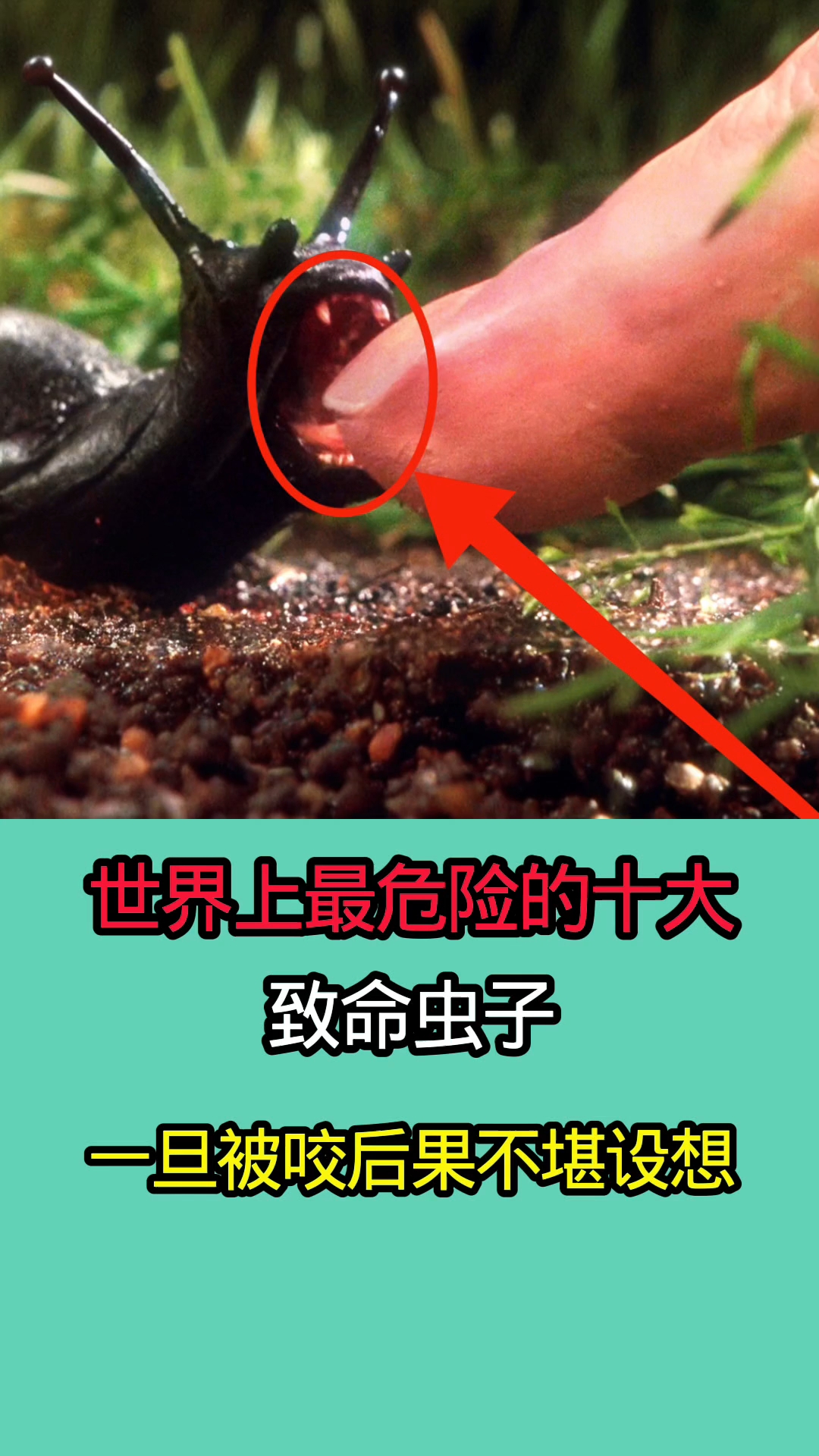 世界上最危险的十大致命虫子!