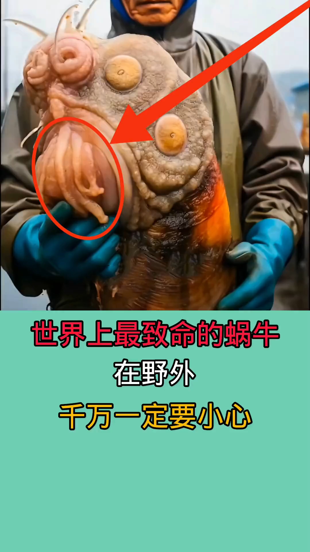 在野外时遇到这些蜗牛!千万一定要小心!因为一旦不小心被咬到!