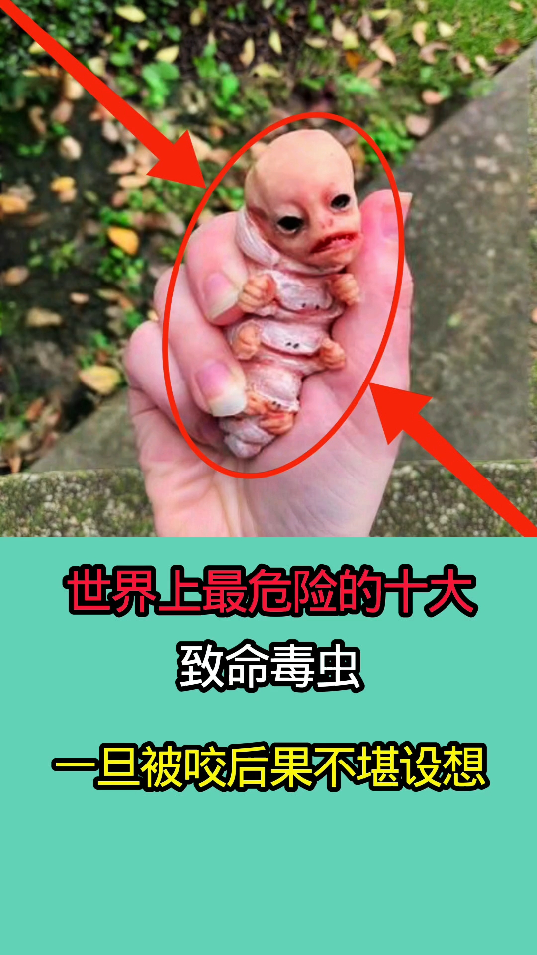 世界上最危险的十大致命毒虫!