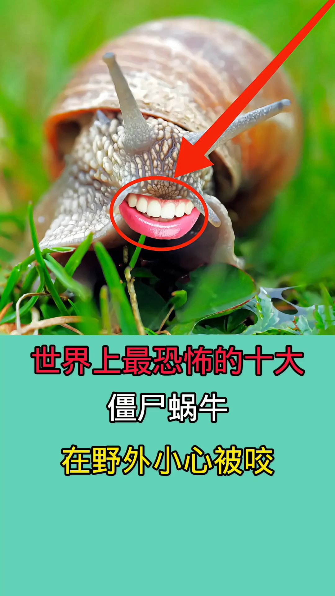 在野外时一旦被这些蜗牛咬到!后果不堪设想!