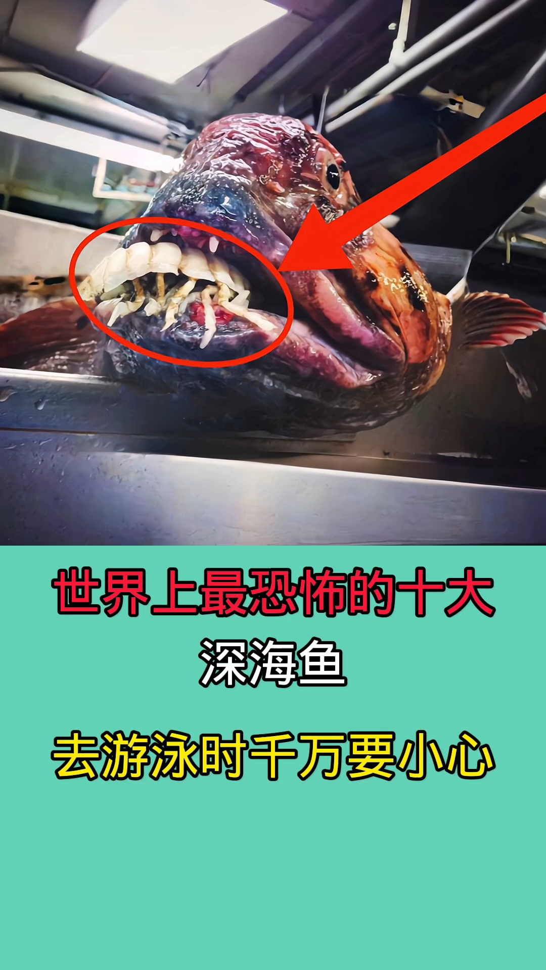 世界上最诡异的三种鱼