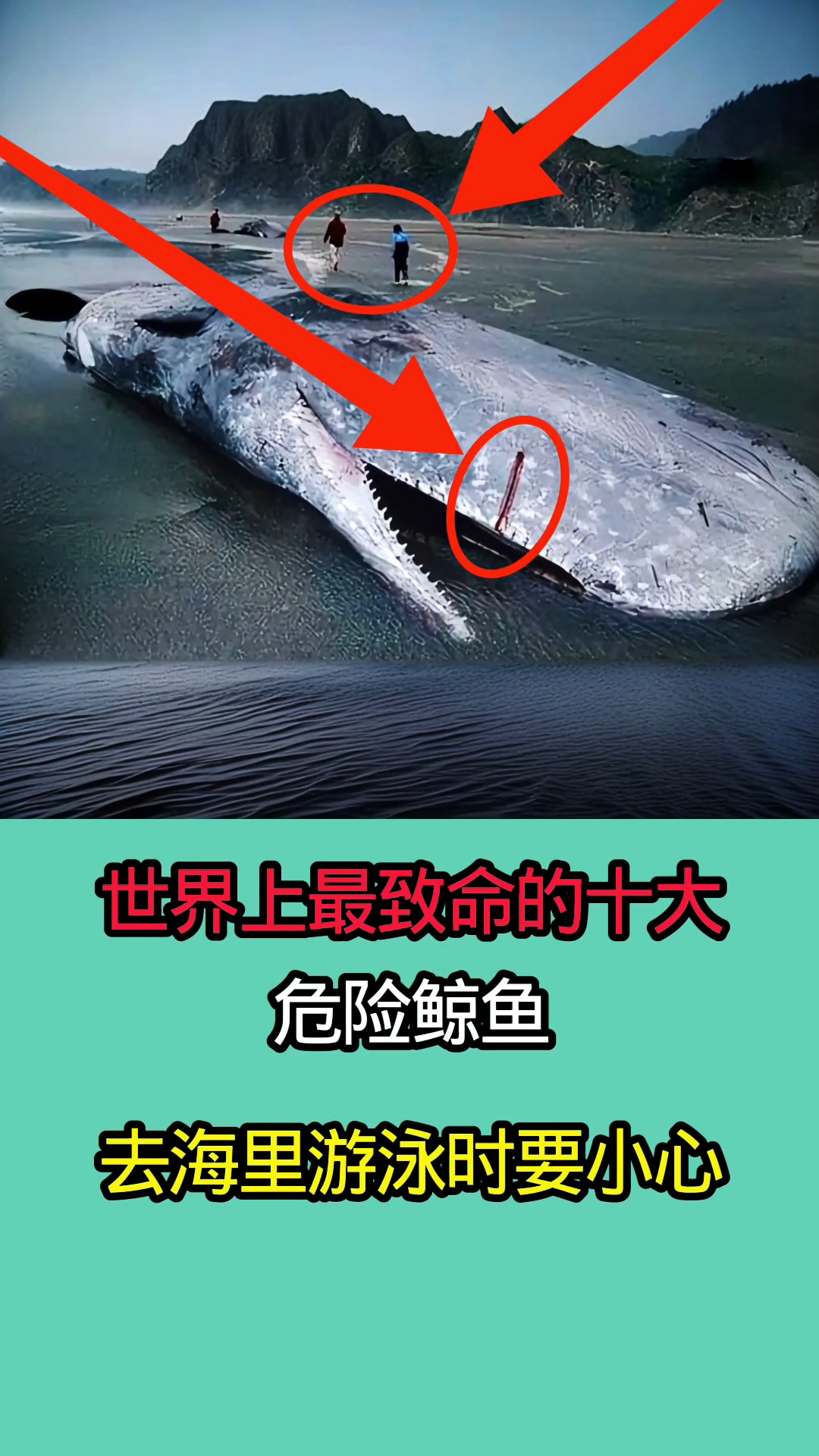 世界上最致命的十大危险鲸鱼!