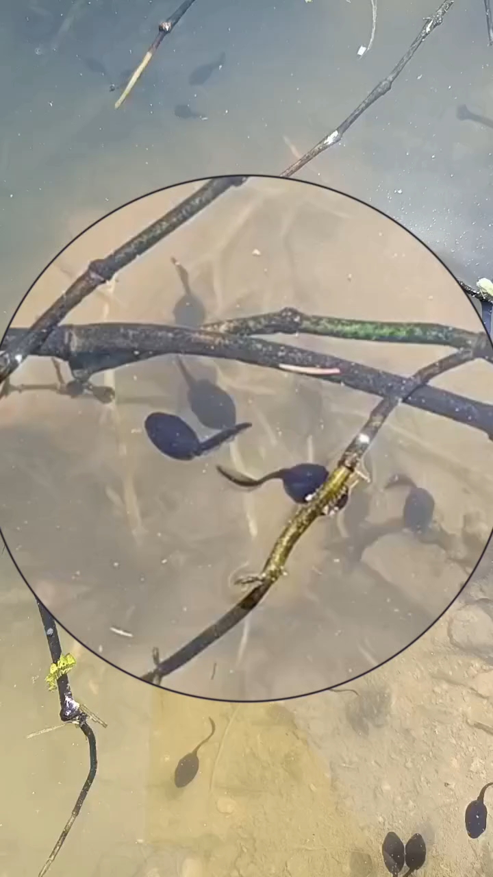 蝌蚪为什么要一直不停的在水里游动呢?