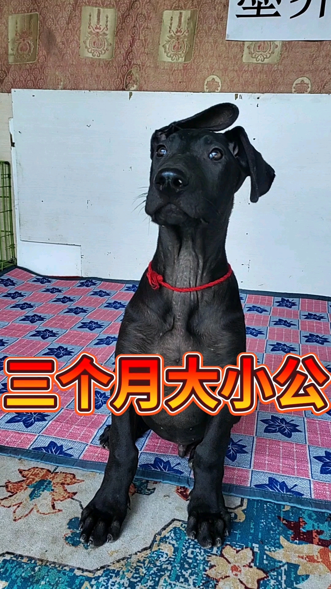 黑狼两个月小犬图图片