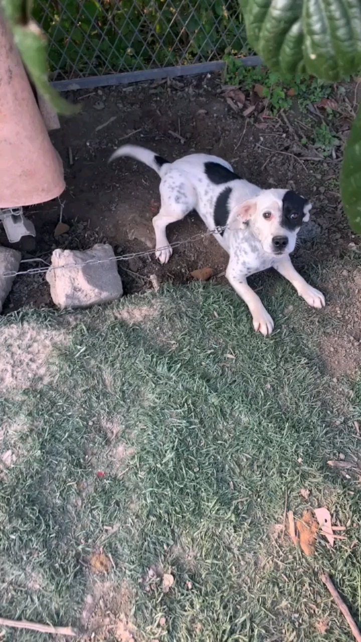 太仓猎犬,大体,新狗