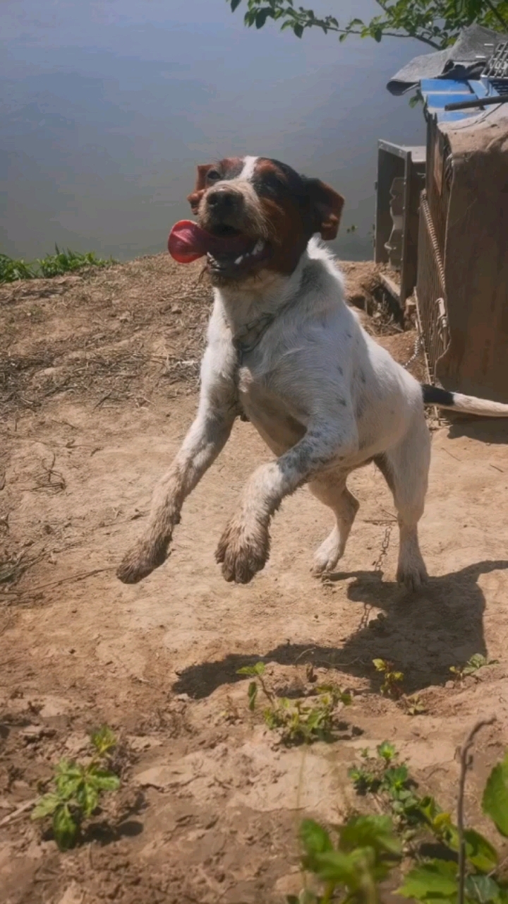出,太仓犬,大体,刚毛,新狗,母