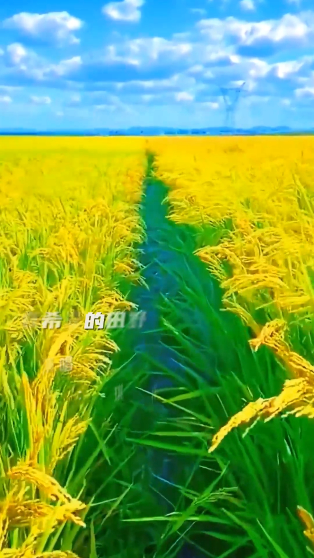 《在希望的田野上》旋律轻快浪漫,歌声甜美动人!