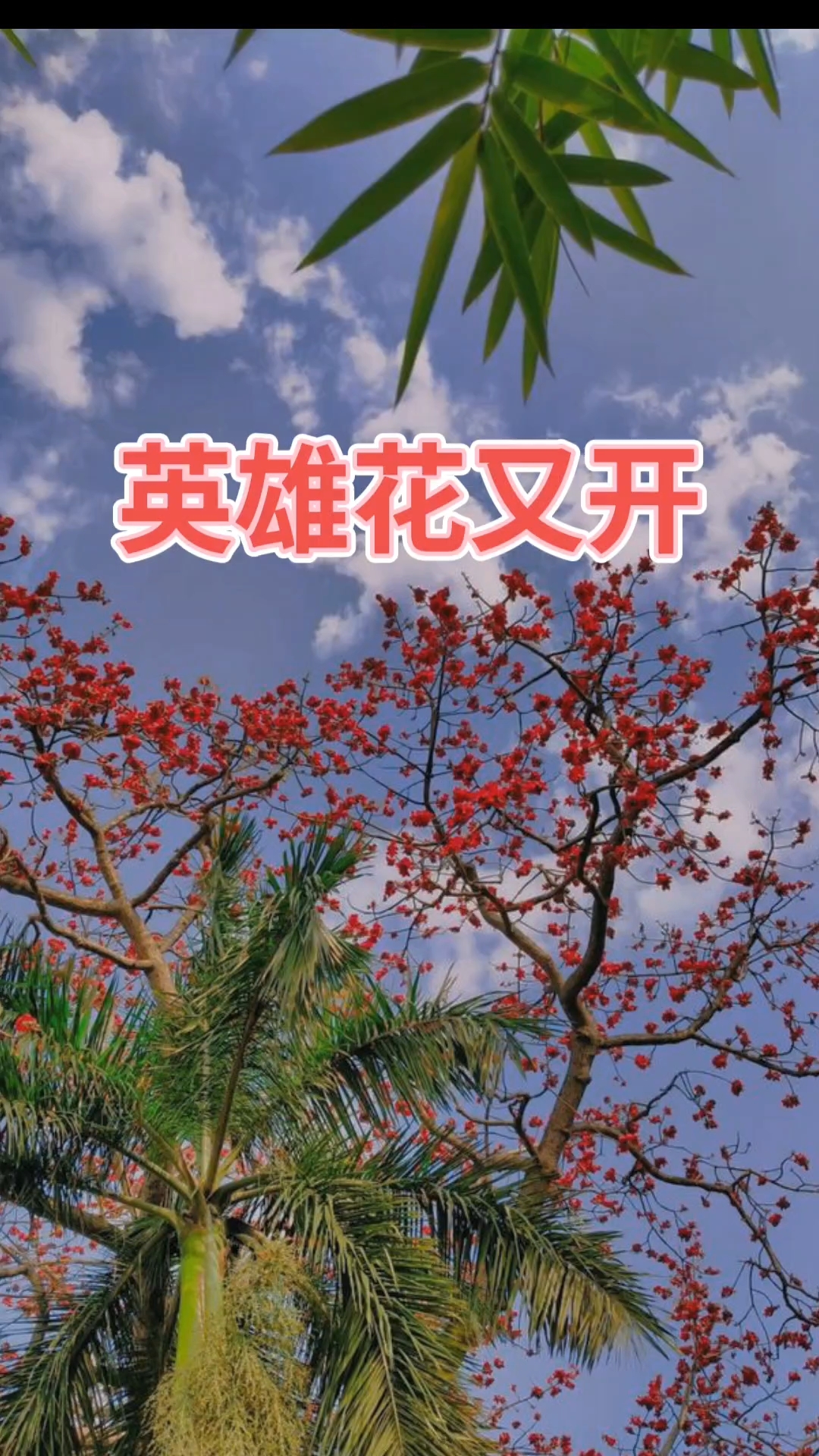 不见英雄花不开