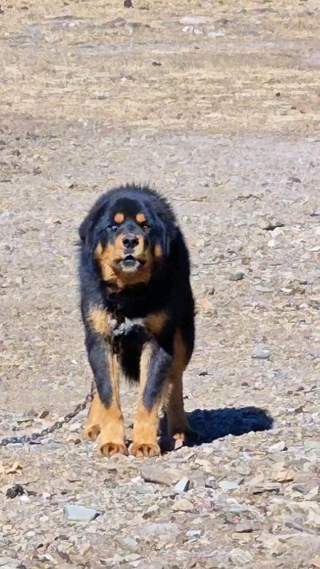 高原上的藏獒,叫声奇特