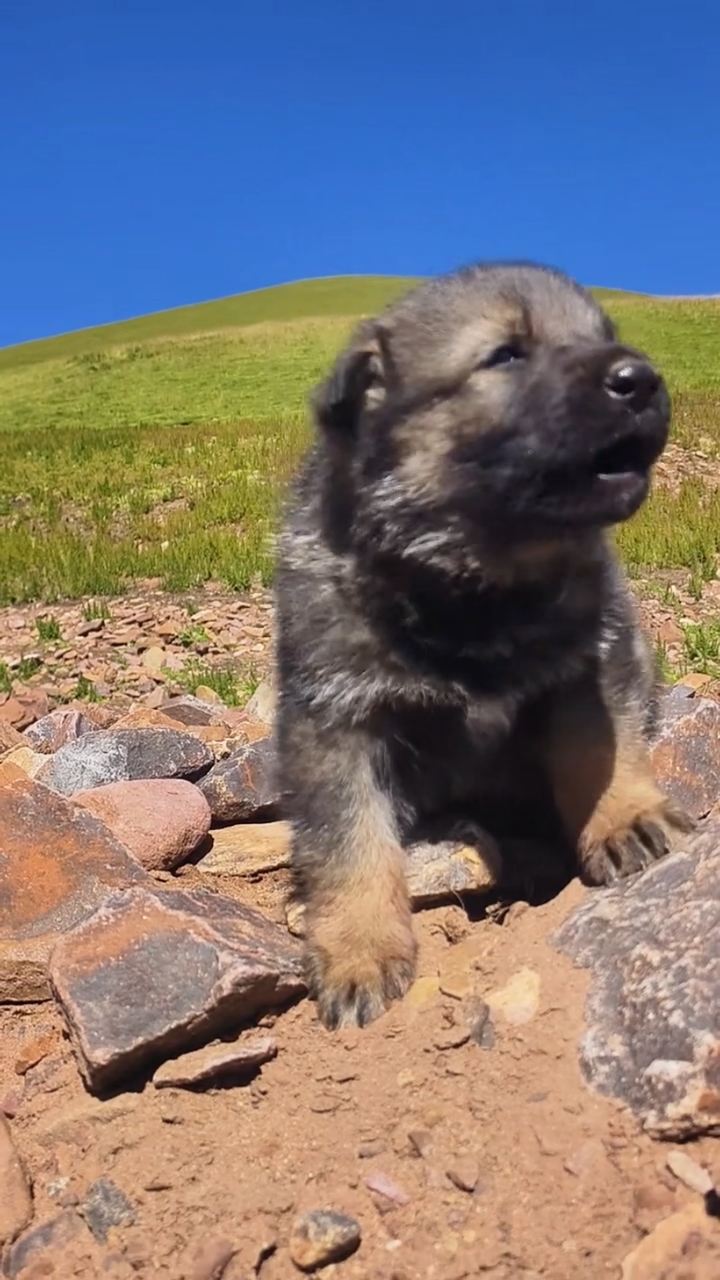 高原上的小狼崽,太可爱了