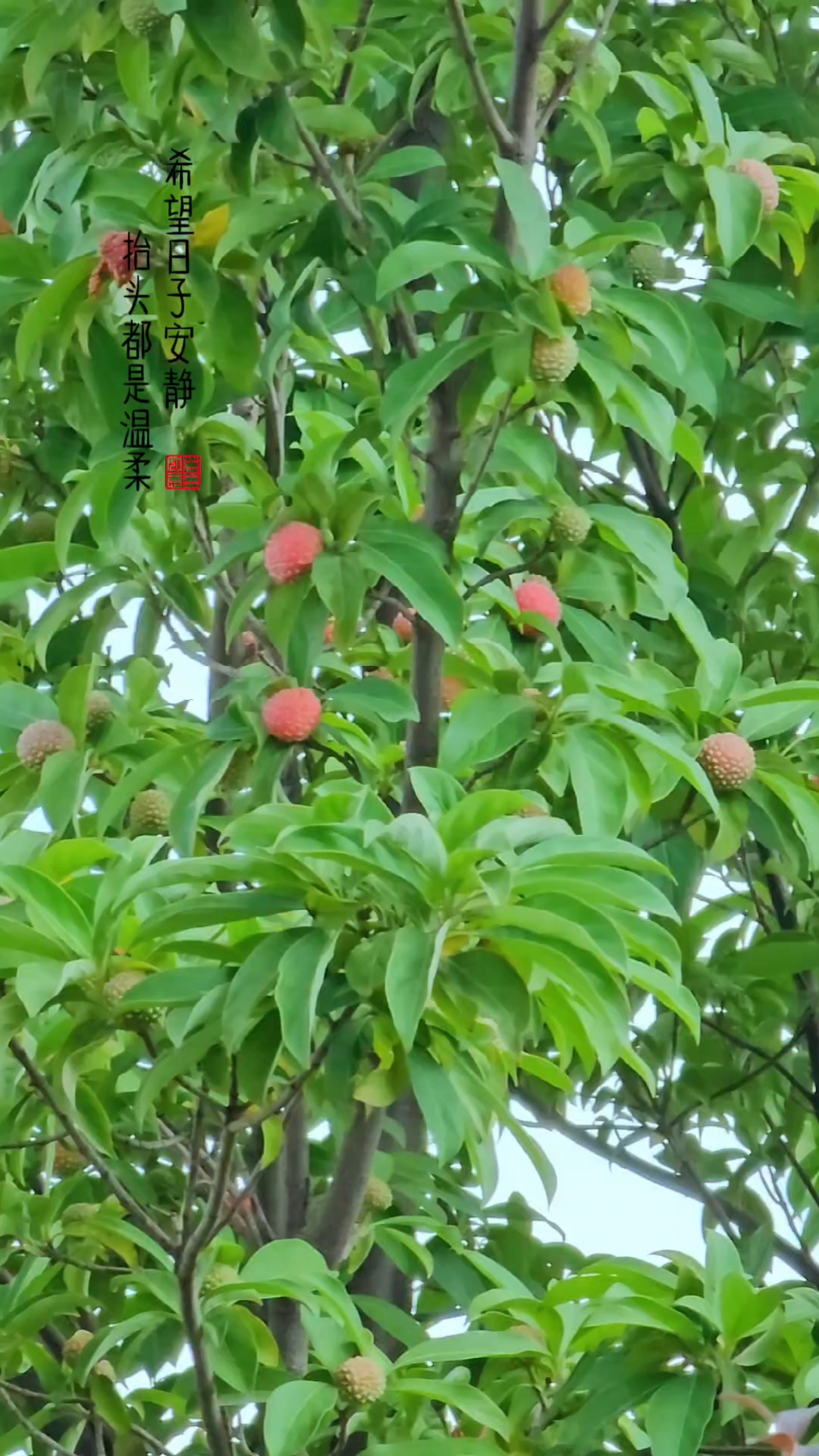 头状四照花果实图片