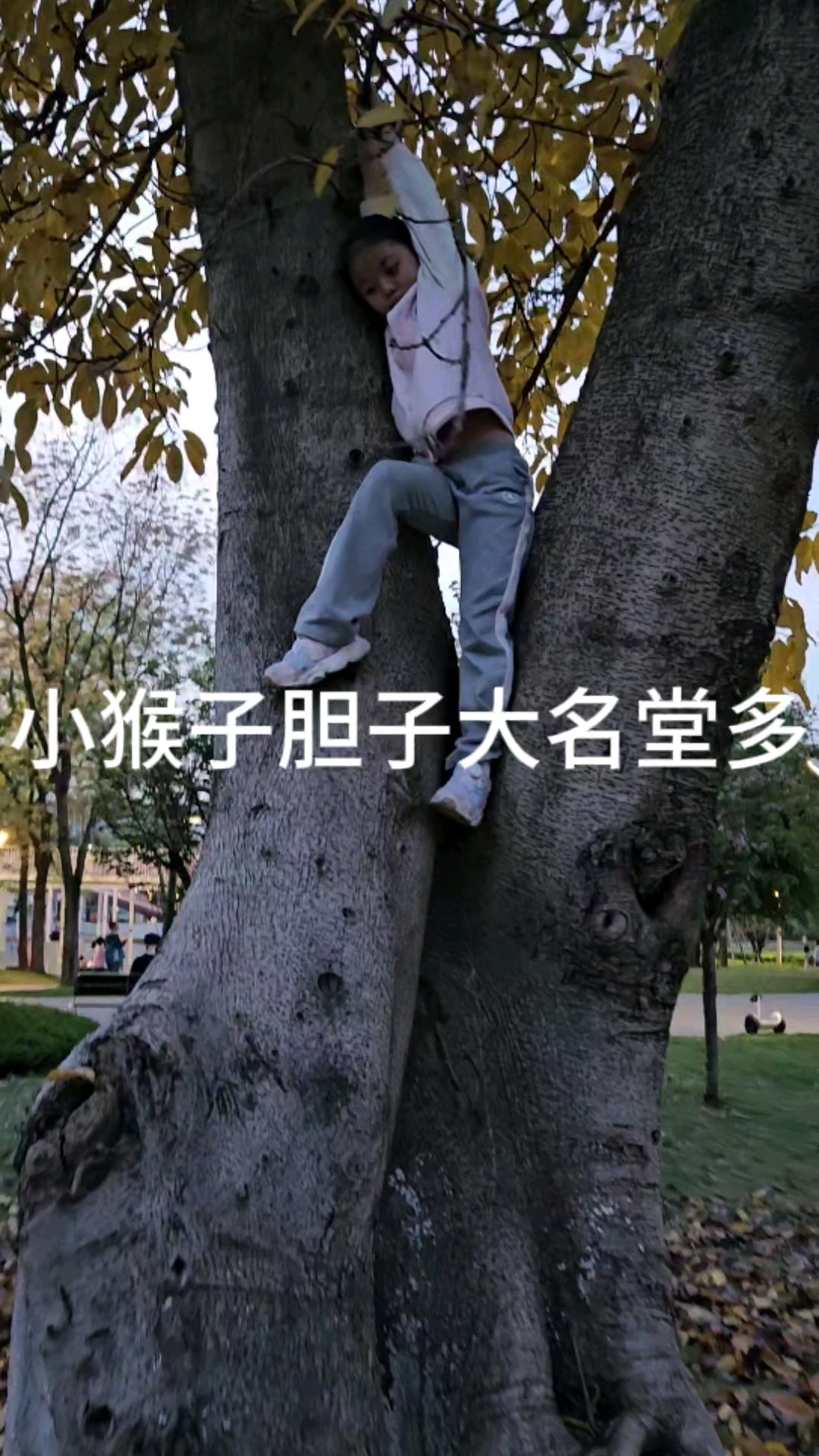 小猴子胆子大名堂多.这么大个树看她怎么下来