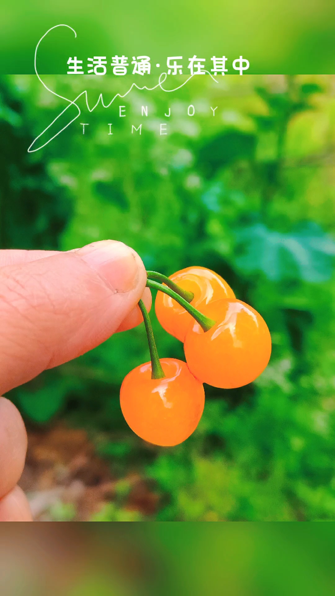 四川达州,最好吃的水果就是它了,正宗樱桃