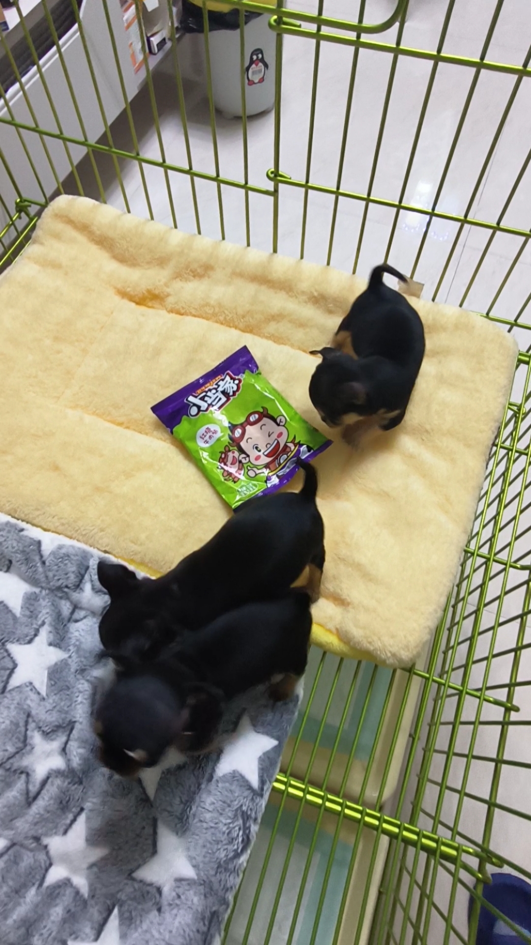 茶杯犬吉娃娃铁包金