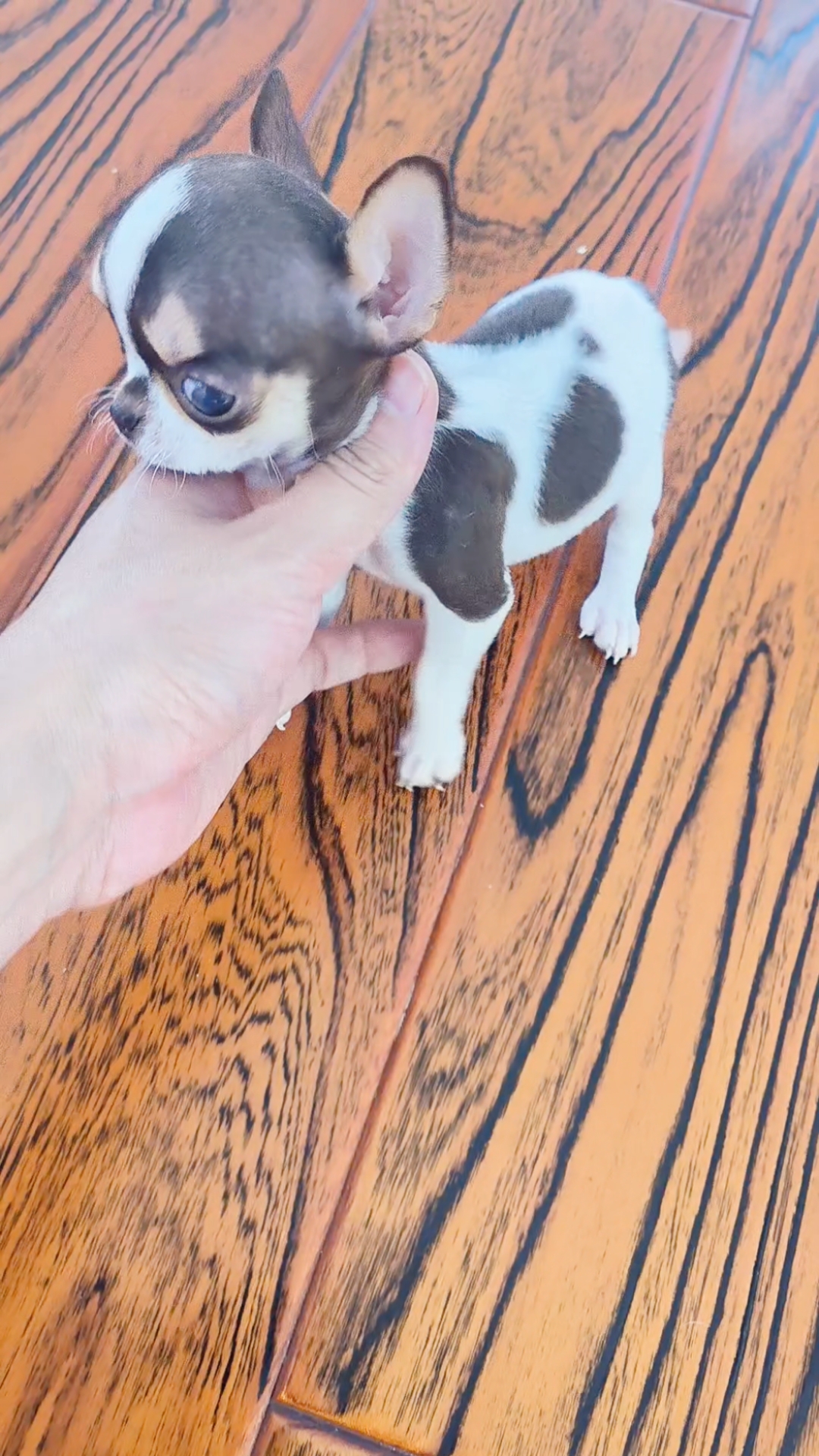 茶杯犬吉娃娃咖啡三花